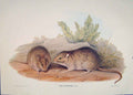 Original Old Antique Print Gould Mammals Australia 1863 Long Haired Rat Mus 19th