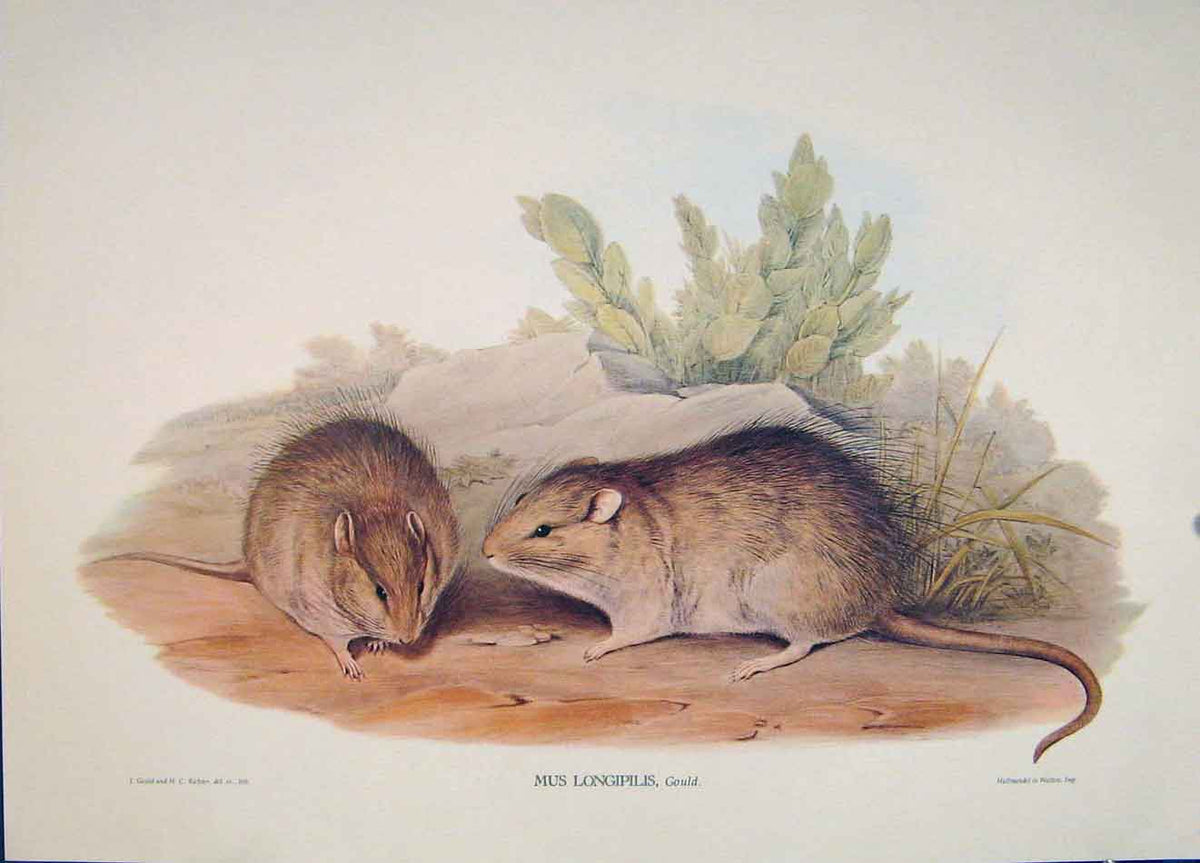 Original Old Antique Print Gould Mammals Australia 1863 Long Haired Rat Mus 19th