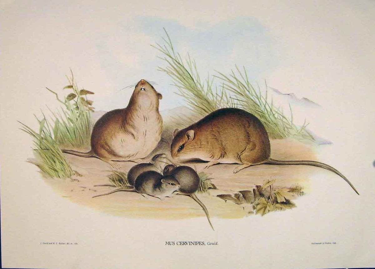 Original Old Antique Print Gould Mammals Australia 1863 Buff Footed Rat Mus 19th