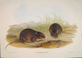 Original Old Antique Print Gould Mammals Australia 1863 Plain Rat Mus Lineolatus