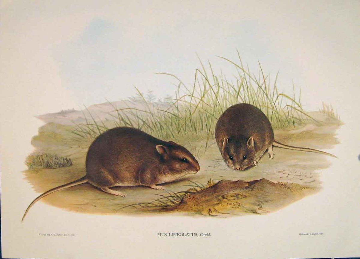 Original Old Antique Print Gould Mammals Australia 1863 Plain Rat Mus Lineolatus