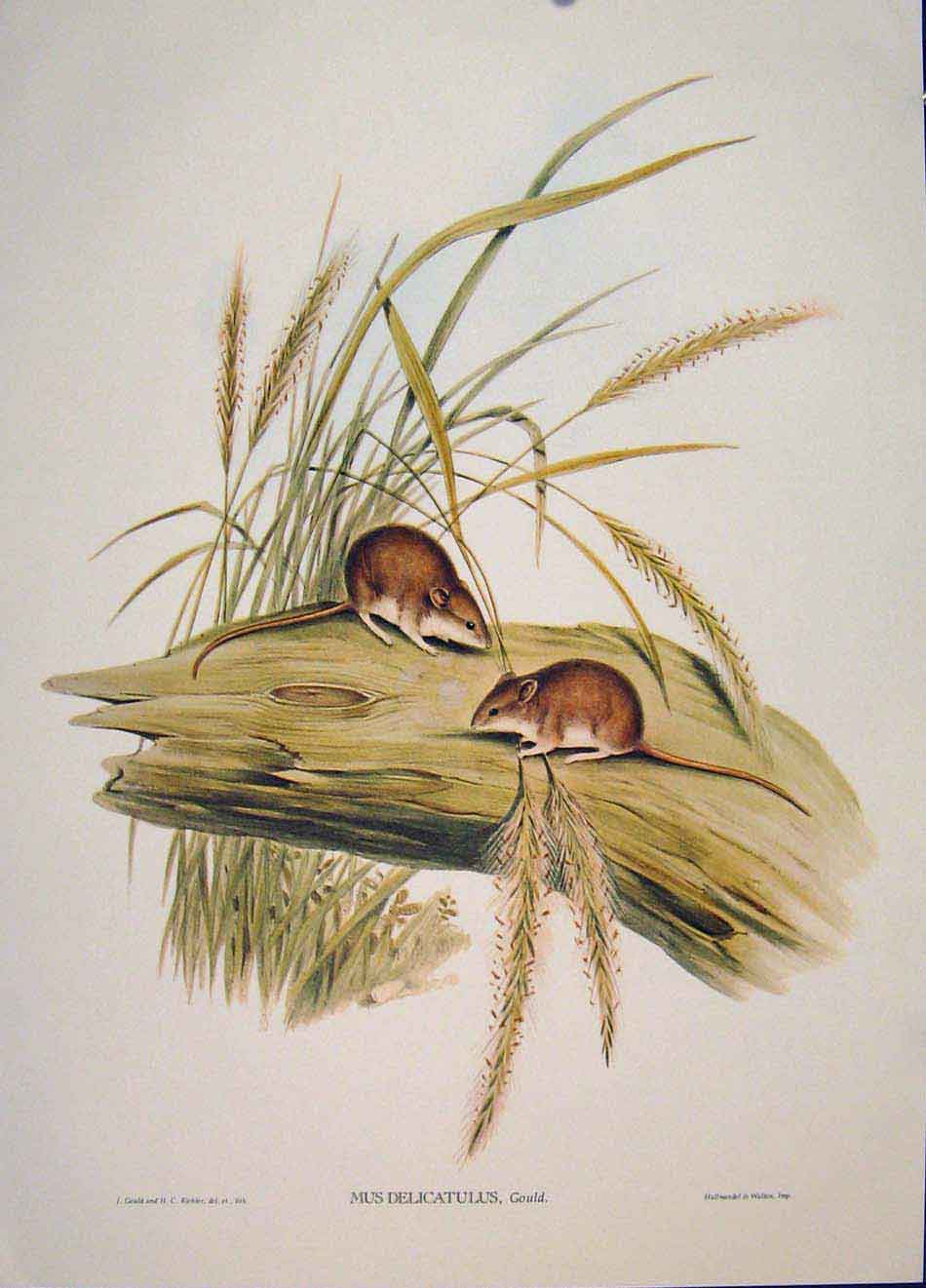 Original Old Antique Print Gould Mammals Australia 1863 Delicate Coloured Mouse