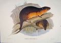 Original Old Antique Print Gould Mammals Australia 1863 Gen Belly Beaver Rat