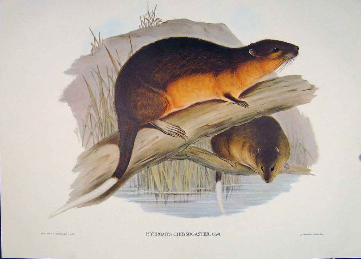 Original Old Antique Print Gould Mammals Australia 1863 Gen Belly Beaver Rat