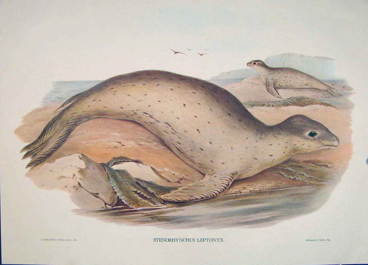 Original Old Antique Print Gould Mammals Australia 1863 Sea Leopard 1977 19th