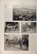 Original Old Antique Print Boer War Africa Mule Mules St Louis Flint Conder 1900