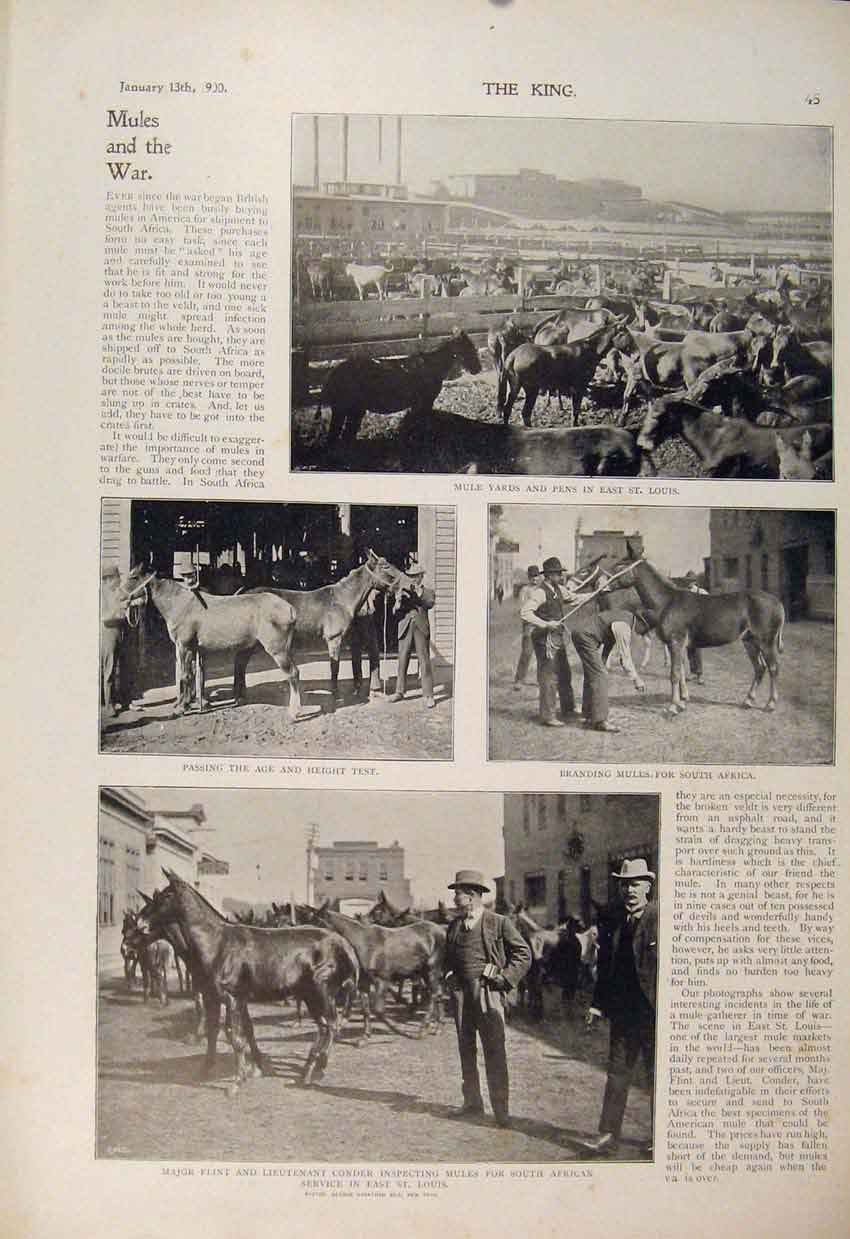 Original Old Antique Print Boer War Africa Mule Mules St Louis Flint Conder 1900