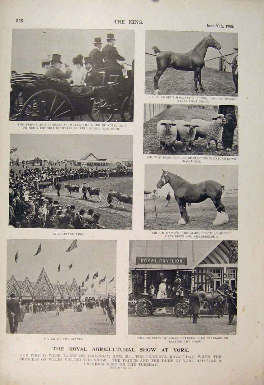 Original Old Antique Print Royal Agricultural Show York Parade Livestock 1900