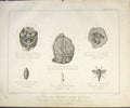 Original Old Antique Print Anatomy Abdominal Viscera Kidneys
