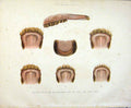 Original Old Antique Print Age Ox Teeth Color Bull Oxen Cow Fine Art