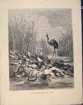 Original Old Antique Print Frogs Asked King Xxxxix Aesop Fable Story Book Images