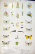 Original Old Antique Print Green Veined White Colored Butterfly Insect Worm
