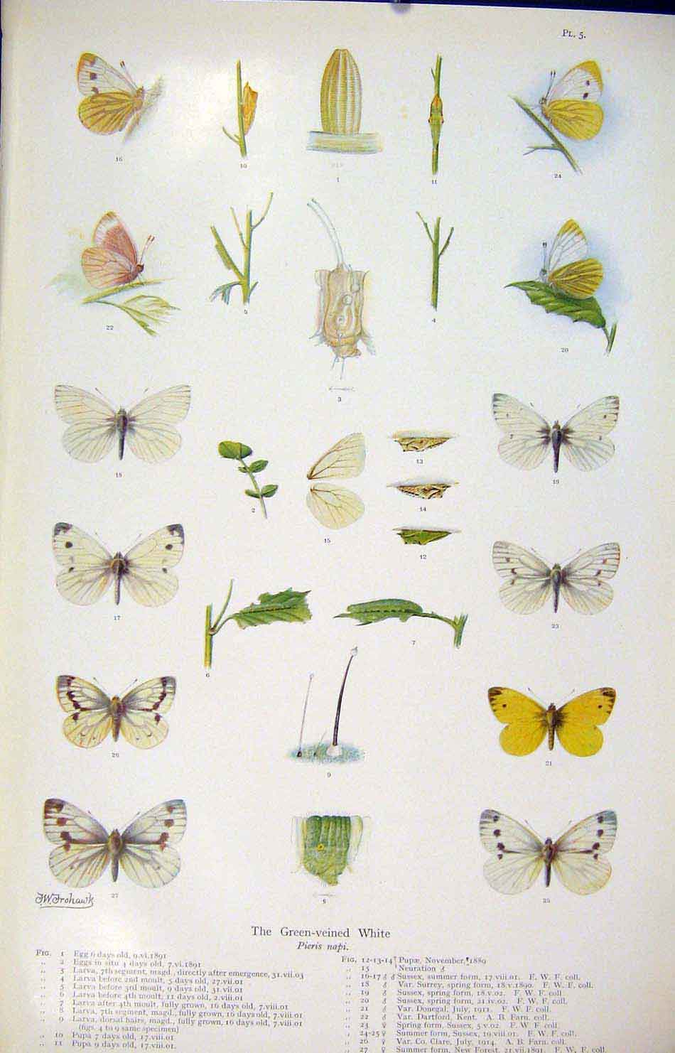 Original Old Antique Print Green Veined White Colored Butterfly Insect Worm