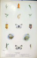 Original Old Antique Print Bath White Butterfly Insect Worm Egg Larva