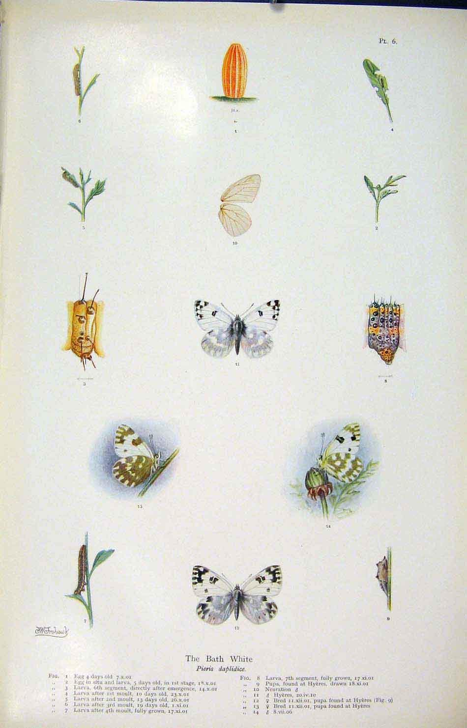 Original Old Antique Print Bath White Butterfly Insect Worm Egg Larva