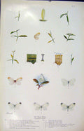 Original Old Antique Print Wood White Butterfly Insect Color Art