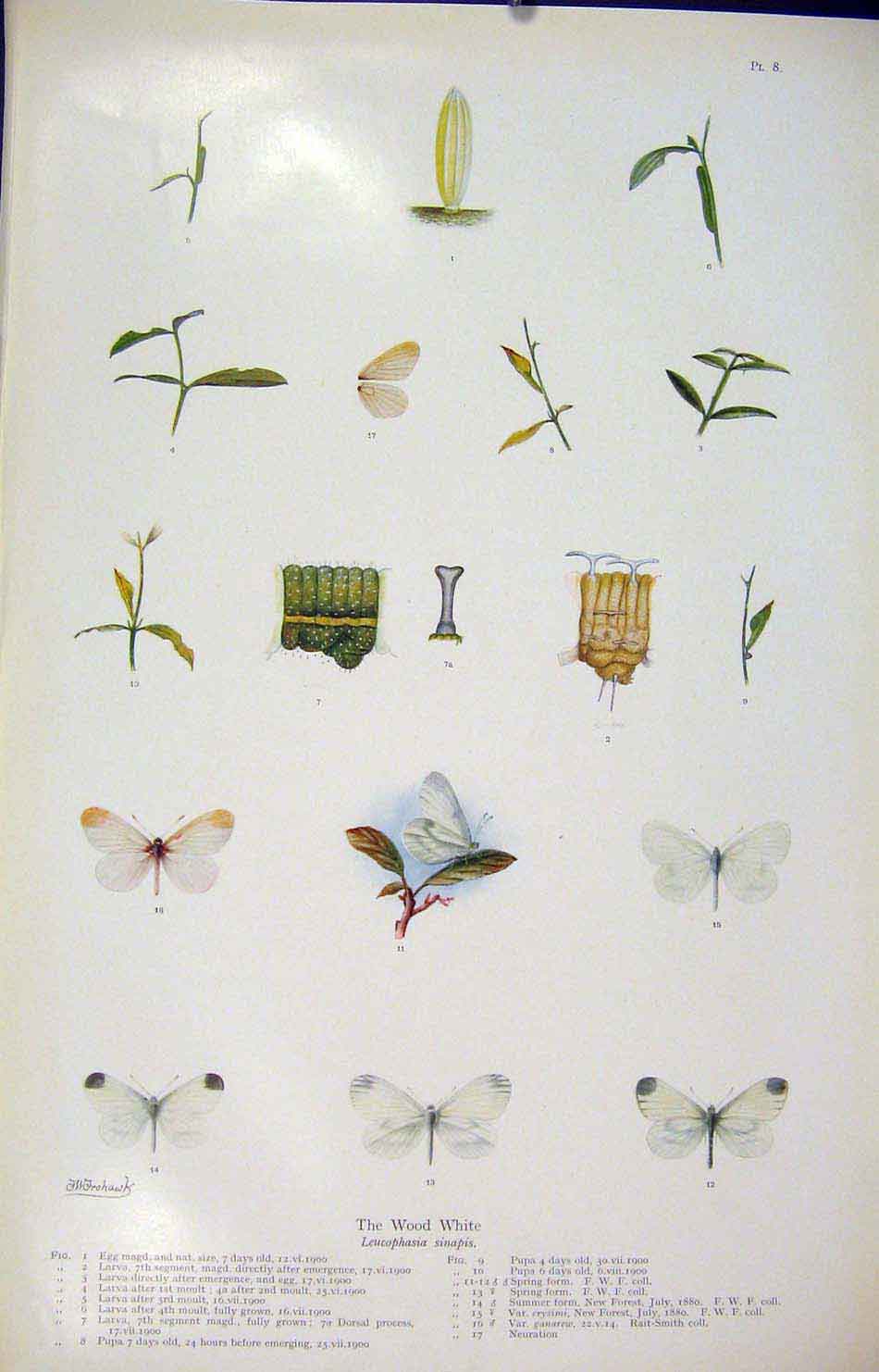 Original Old Antique Print Wood White Butterfly Insect Color Art