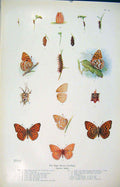 Original Old Antique Print High Brown Fritillary Color Fine Art Insects
