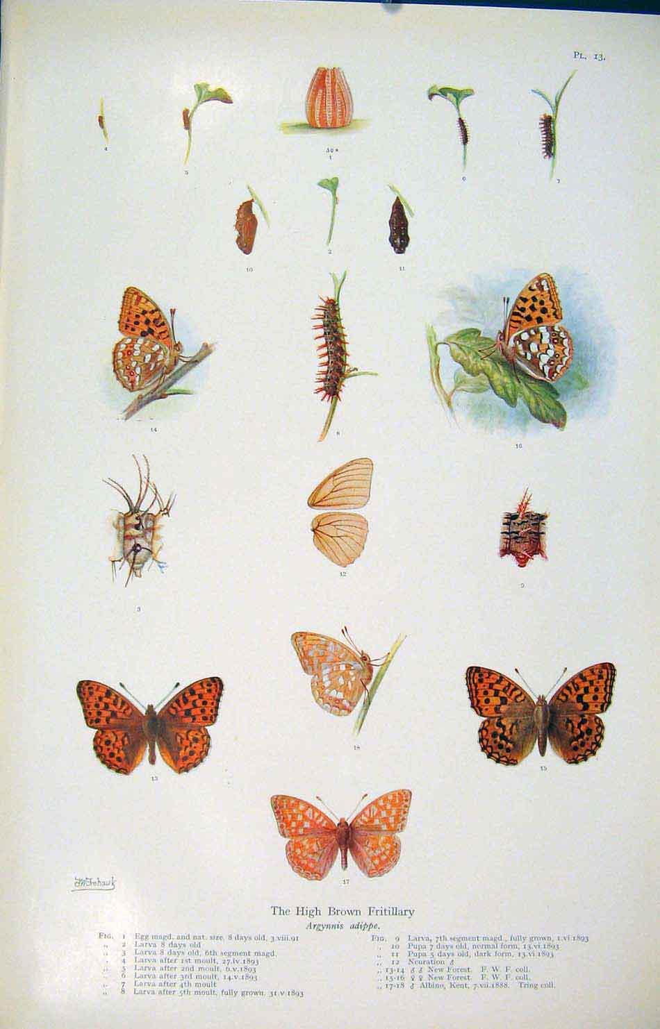 Original Old Antique Print High Brown Fritillary Color Fine Art Insects