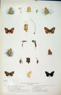 Original Old Antique Print Small Pearl Boredered Fritillary Insects
