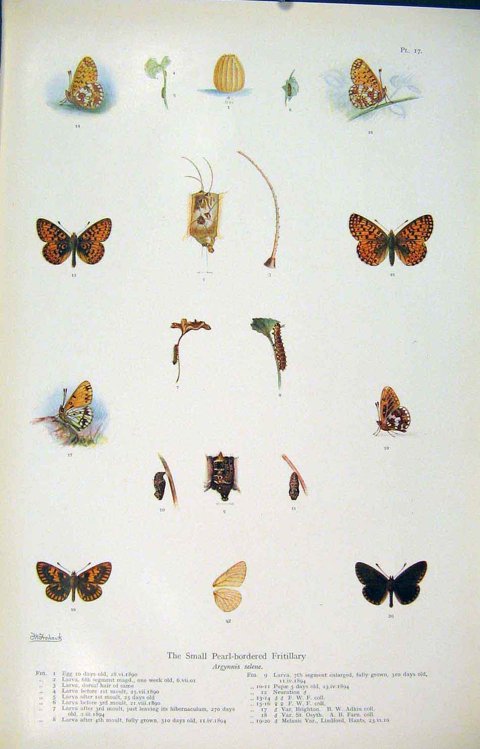 Original Old Antique Print Small Pearl Boredered Fritillary Insects