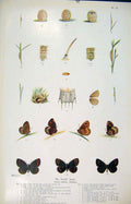 Original Old Antique Print Scotch Argus Butterfly Moth Larva Shell