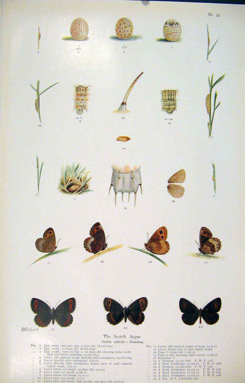 Original Old Antique Print Scotch Argus Butterfly Moth Larva Shell