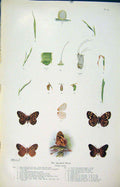 Original Old Antique Print Speckled Wood Insect Larva Worm Butterfly Cycle
