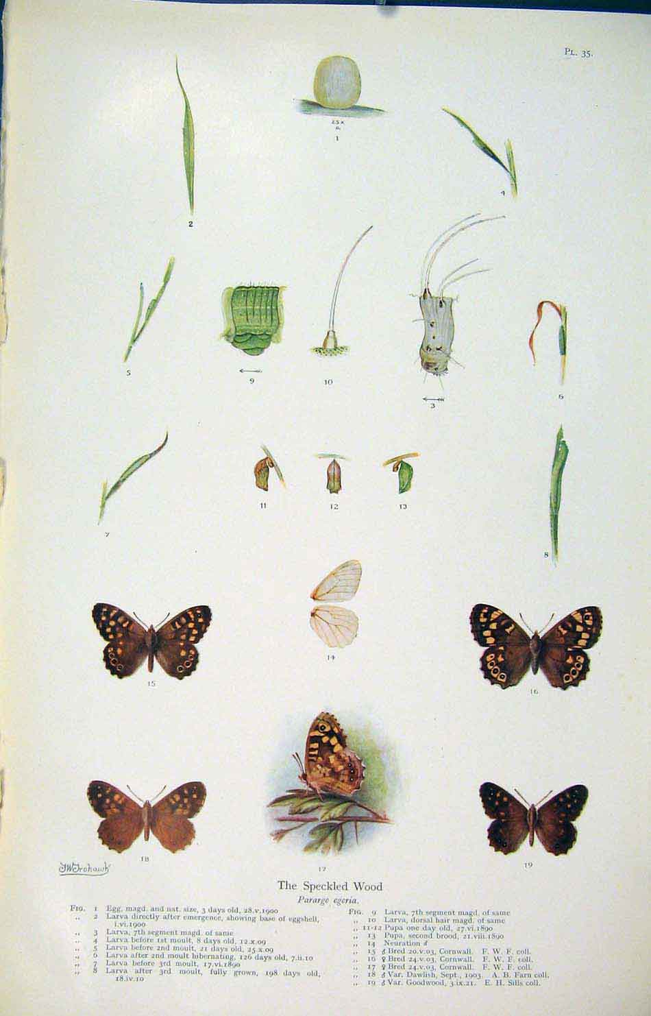 Original Old Antique Print Speckled Wood Insect Larva Worm Butterfly Cycle