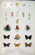 Original Old Antique Print Ringlet Butterfly Insect Worm Larva Art