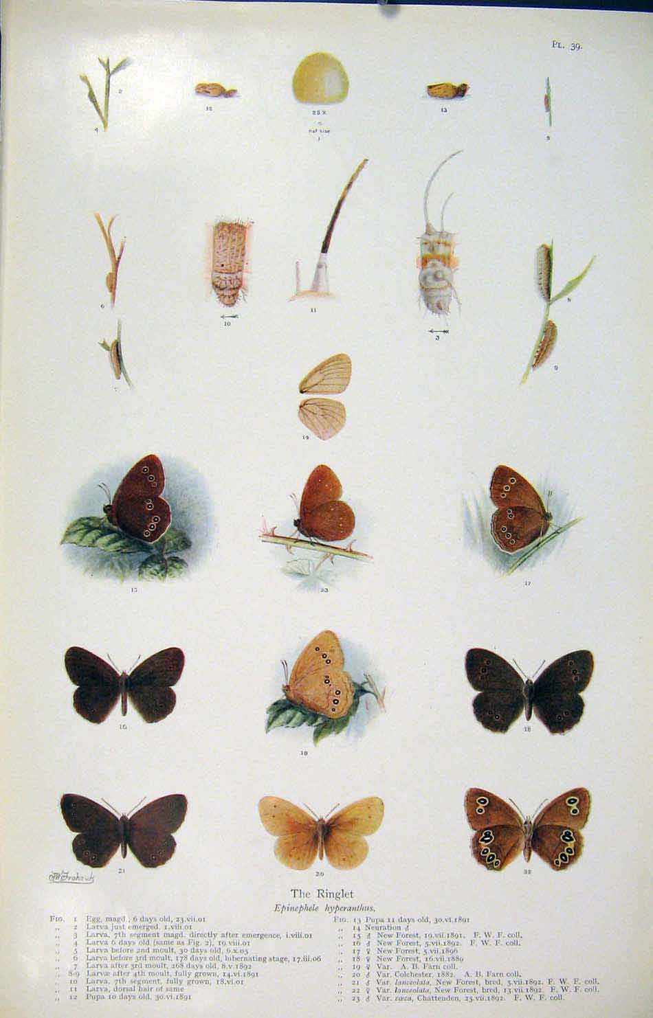 Original Old Antique Print Ringlet Butterfly Insect Worm Larva Art