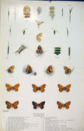 Original Old Antique Print Insects Worm Butterfly Larva Fine Art