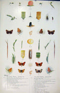 Original Old Antique Print Dingy Skipper Small Butterfly Color Larva Worm Cycle
