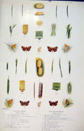 Original Old Antique Print Essex Skipper Lulworth Butterfly Insect