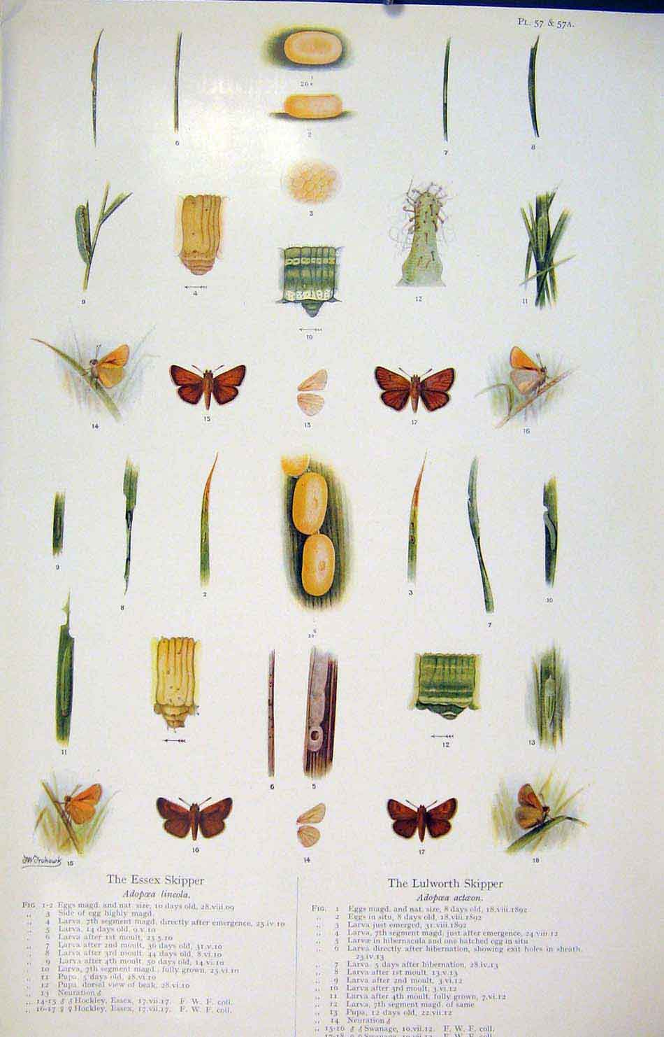 Original Old Antique Print Essex Skipper Lulworth Butterfly Insect