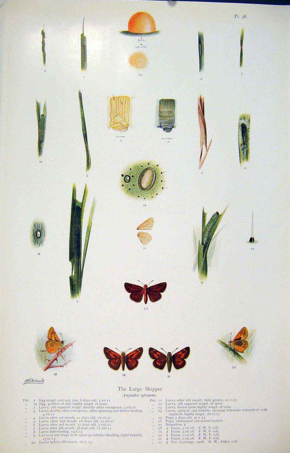 Original Old Antique Print Large Skipper Fine Art Butterfly Insect Color