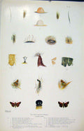 Original Old Antique Print Silver Spotted Skipper Butterfly Art