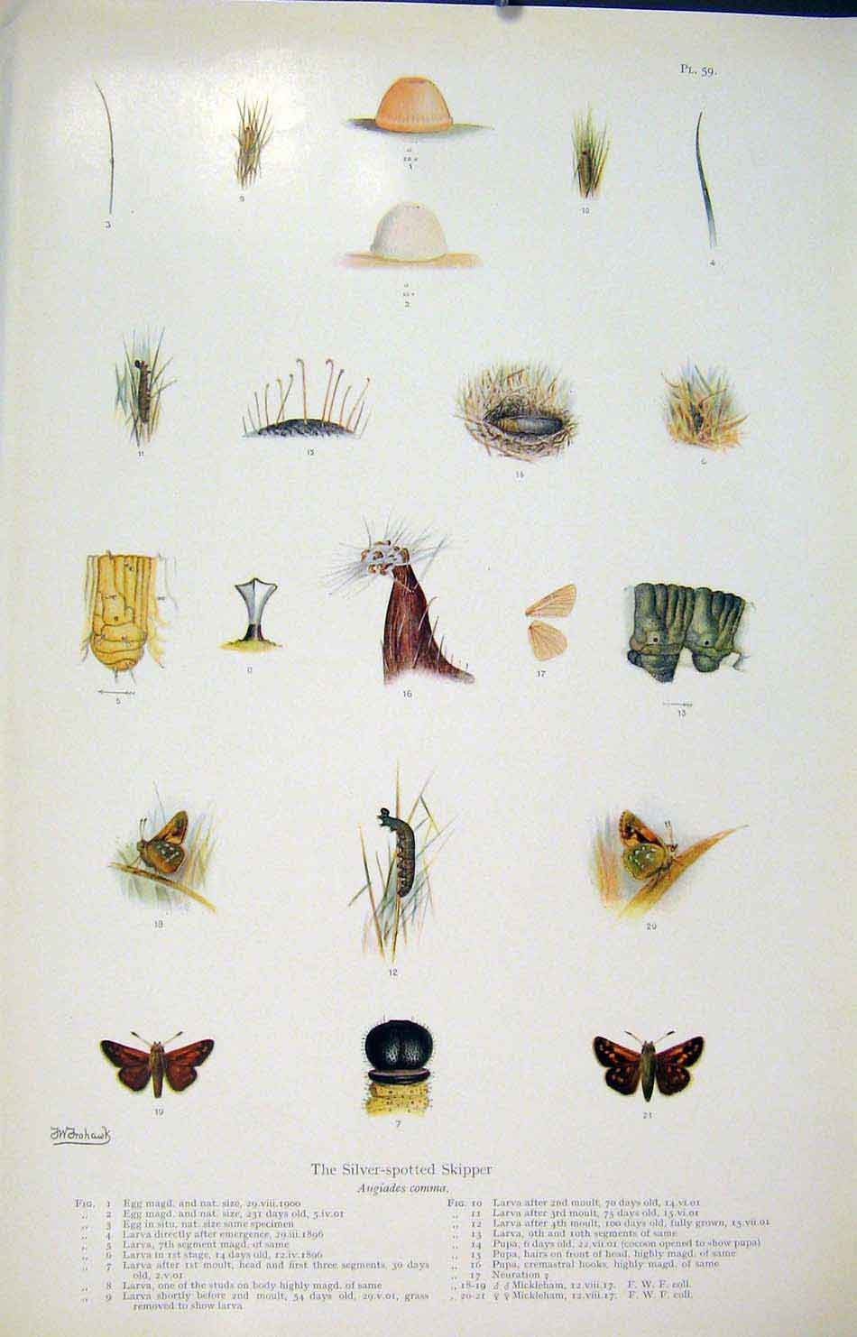 Original Old Antique Print Silver Spotted Skipper Butterfly Art