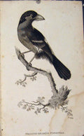 Original Old Antique Print Smooth Beaked Pogonis Engraved Bird Art