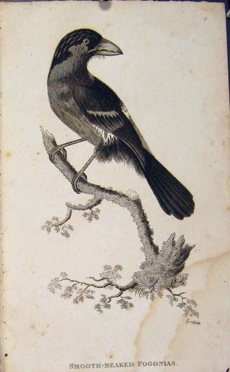Original Old Antique Print Smooth Beaked Pogonis Engraved Bird Art