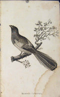 Original Old Antique Print Rufous Curucui Copper Engraved Art Birds