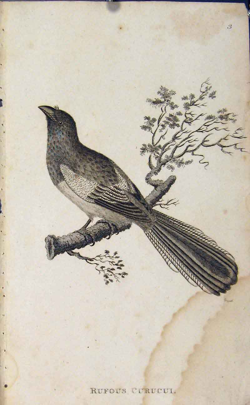Original Old Antique Print Rufous Curucui Copper Engraved Art Birds