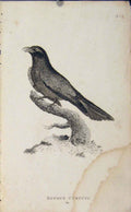 Original Old Antique Print Rufous Curucui Bird Copper Engraving Art