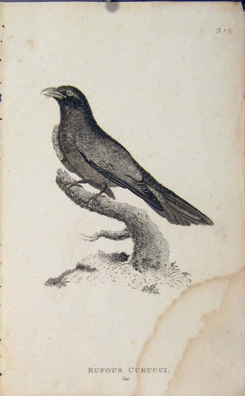 Original Old Antique Print Rufous Curucui Bird Copper Engraving Art