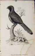 Original Old Antique Print Yellow Bellied Curucui Bird Art Engraving