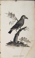 Original Old Antique Print Lathams Barbet Bird Art Engraving