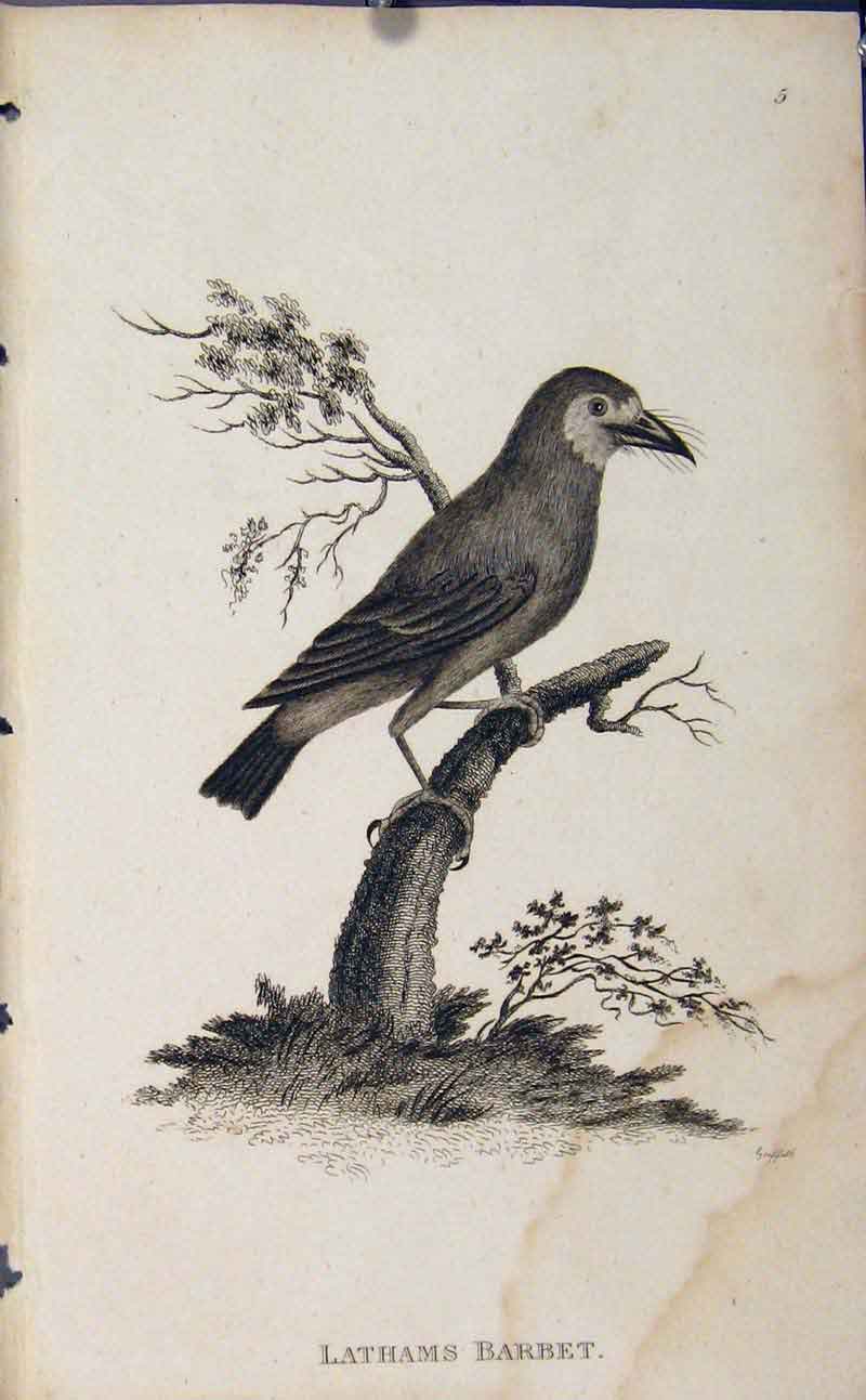 Original Old Antique Print Lathams Barbet Bird Art Engraving