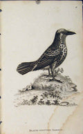 Original Old Antique Print Black Spotted Barbet Engraving Copper Art