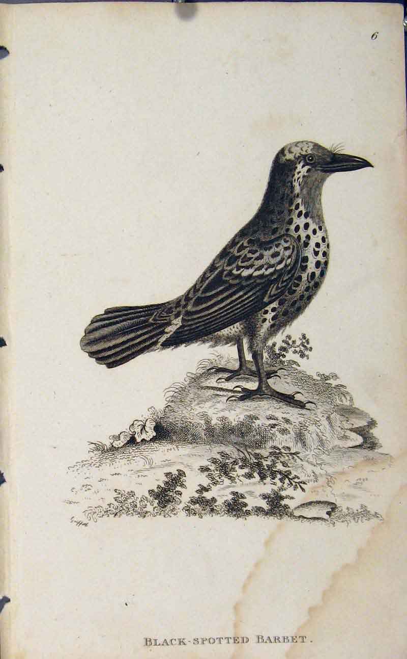 Original Old Antique Print Black Spotted Barbet Engraving Copper Art