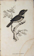 Original Old Antique Print Engraving Copper Bird Art Collared Barbet